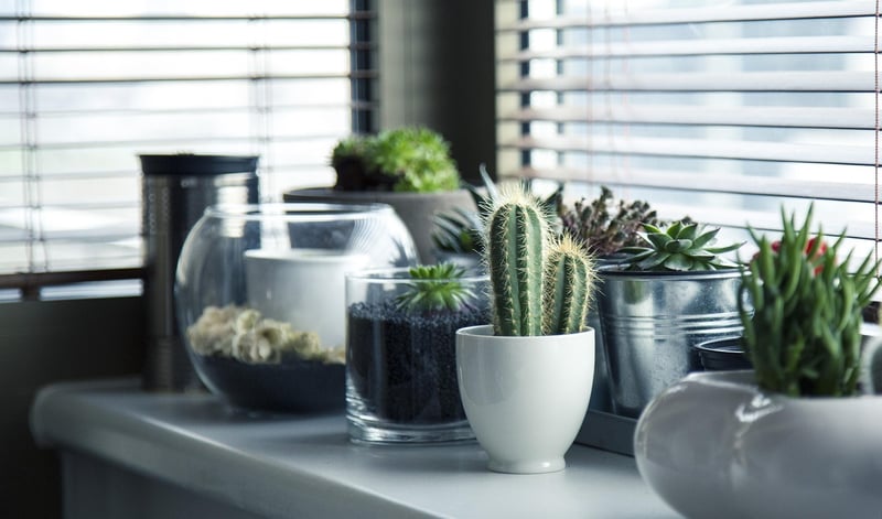 Urban gardening ideas