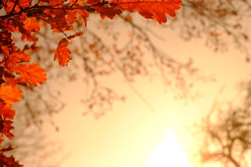 Autumn Leaves