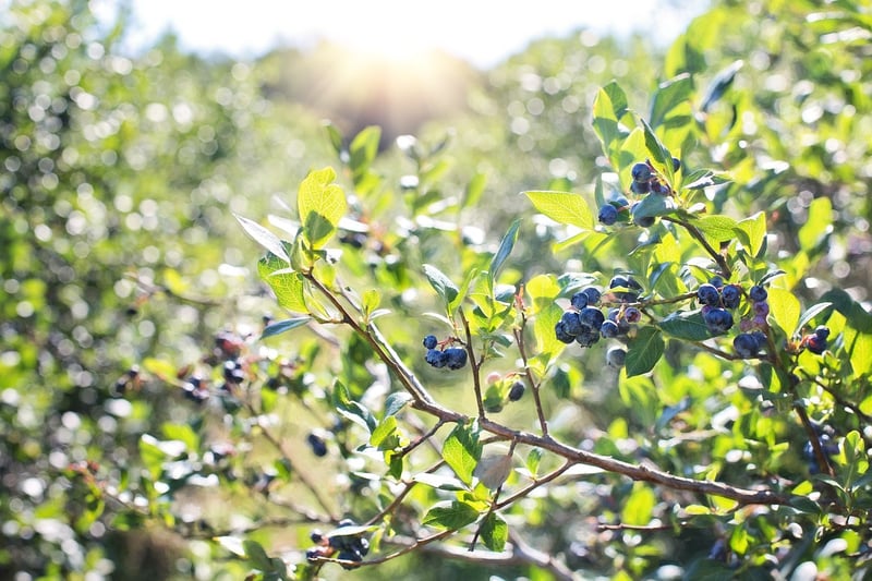 Edible Landscaping